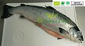 Organic Salmon Scotland or Ireland 4-5kg whole chilled