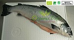 Organic Salmon Scotland or Ireland 4-5kg whole chilled